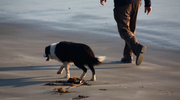 Paralajmërim urgjent për pronarët e kafshëve shtëpiake, kjo sëmundje po përhapet me shpejtësi tek qentë