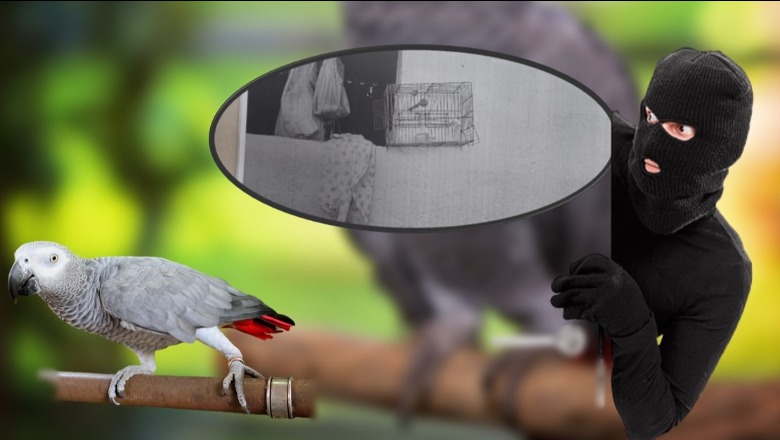 “Gjeni autorin!”/ E rrallë në Gjykatën e Tiranës, në kërkim të hajdutit të papagallit!