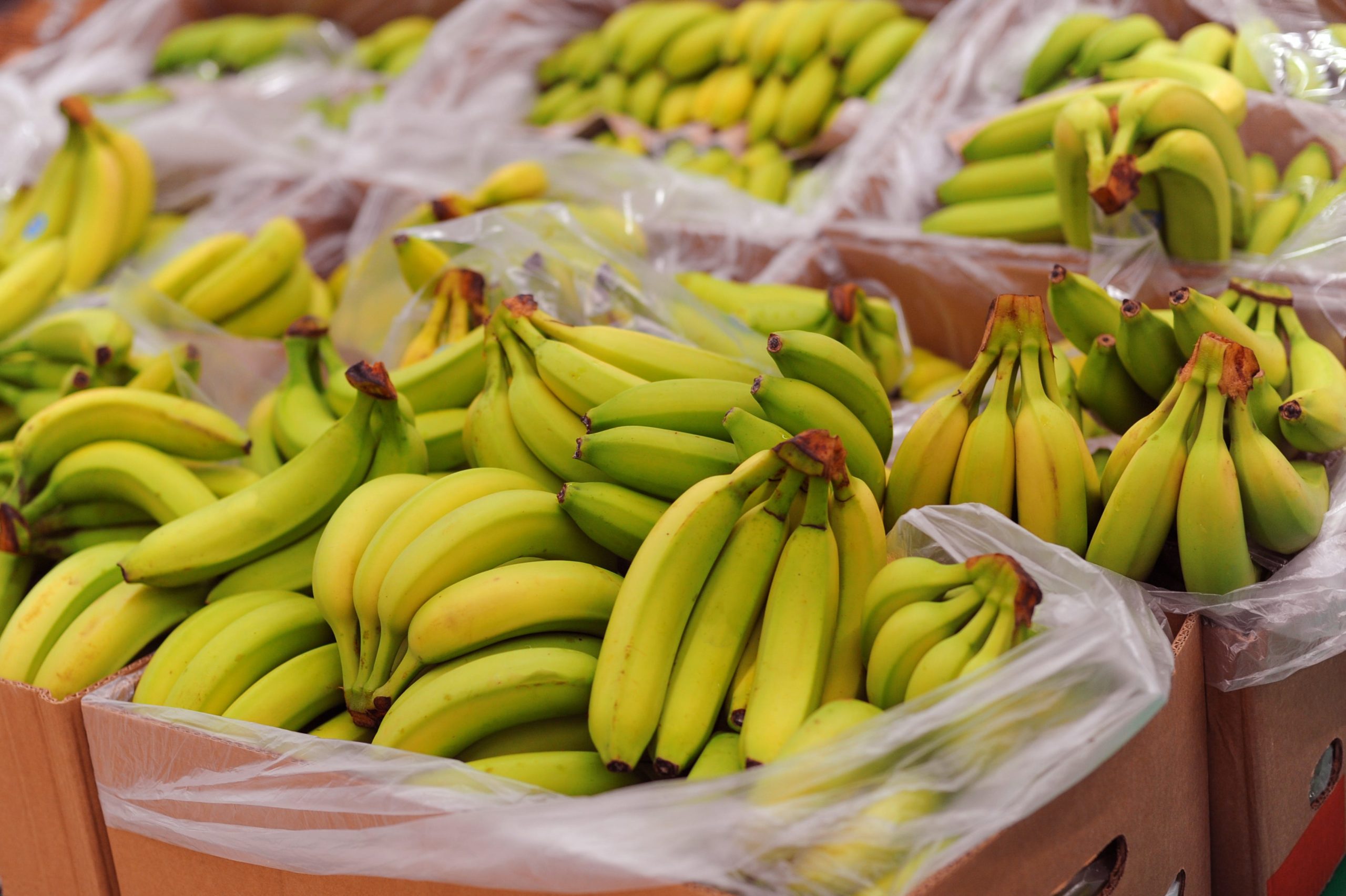 Importet e bananeve u dyfishuan në dekadën e fundit, kryesojnë Ekuadori dhe Kolumbia