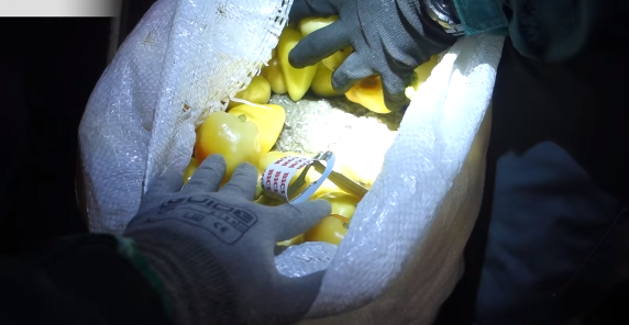 Kishin fshehur 182 kg drogë në speca, shqiptarëve u dështon plani, kapen nga policia