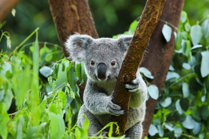 Koalat në Australinë lindore futen në listën e specieve të rrezikuara