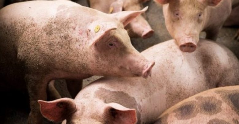 Shkencëtarët gjermanë do të rrisin derra për të bërë transplantim të zemrës te njerëzit