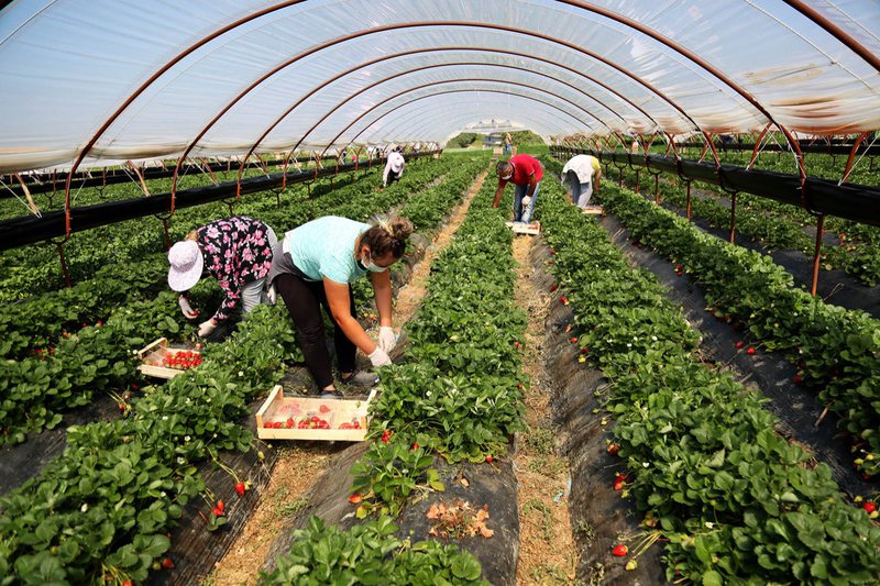 Fermerët po lënë investimet në Shqipëri dhe po ikin sërish në emigracion për këto arsye