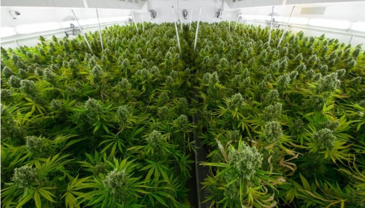 Kultivonin dhe shisnin marijuanë, arrestohen 10 shqiptarë në Spanjë