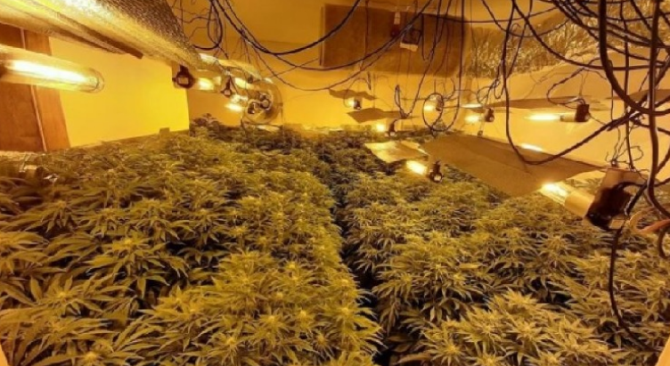 Gjykatësi “qorton” shqiptarin që u kap me “shtëpi bari”: Kur të kthehesh në Shqipëri, thuaju shokëve se nuk do bëni kurrë para kështu!