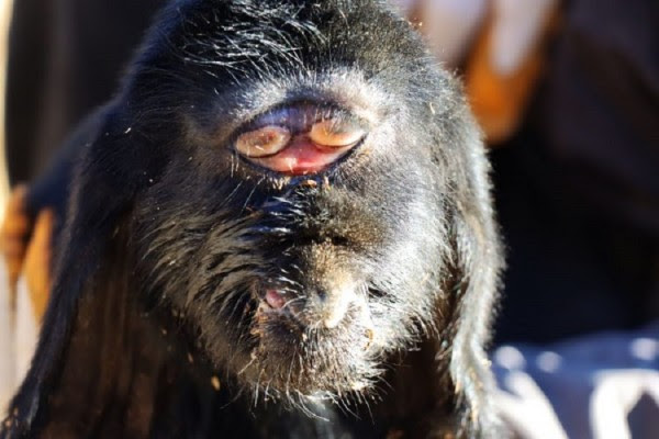 Cjapi në Turqi lind me sy në mes të ballit