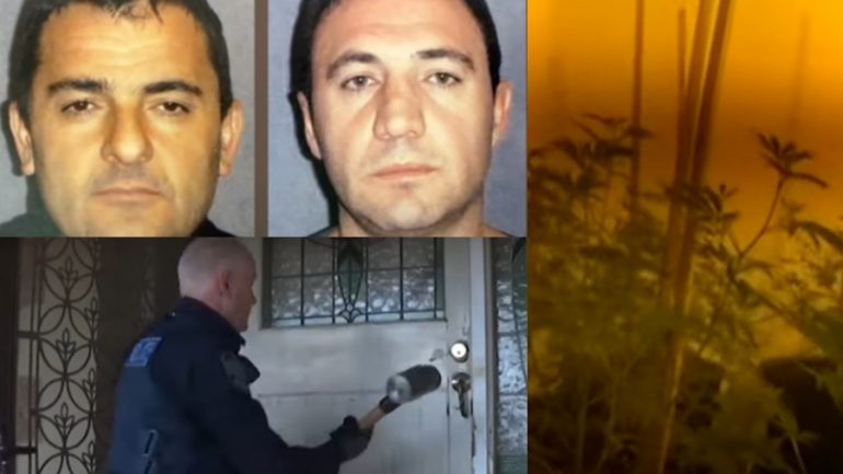 Kishin ndërtuar fermë kanabisi, jepet dënimi për vëllezërit shqiptarë (EMRAT)
