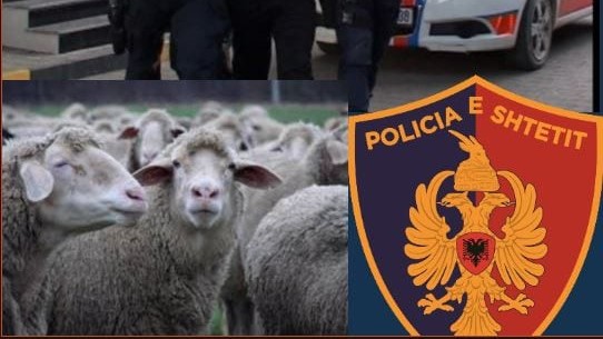 Hajdutët bëjnë “gjëmën” në Lezhë, vjedhin masivisht bagëtitë