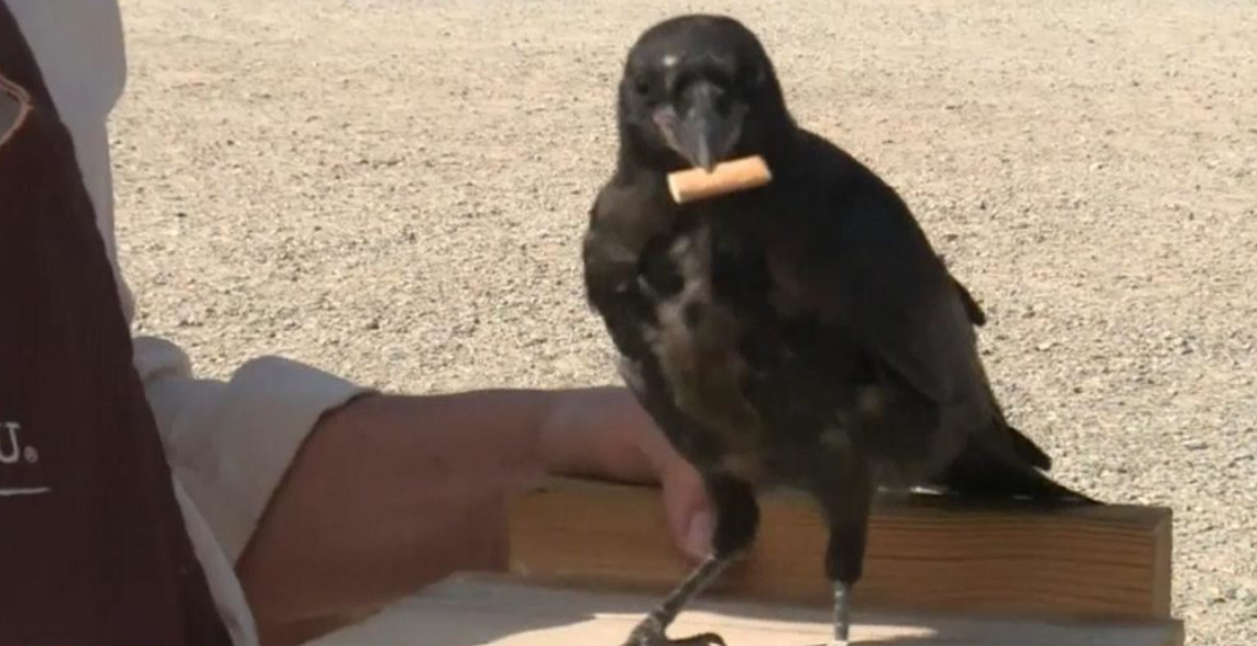 Cili është misioni? Suedia angazhon sorrat në qytet