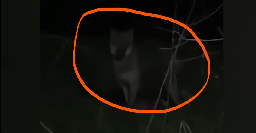 Ujku del në mes të rrugës, rrezikohen fëmijët e shkollave dhe kalimtarët (VIDEO)