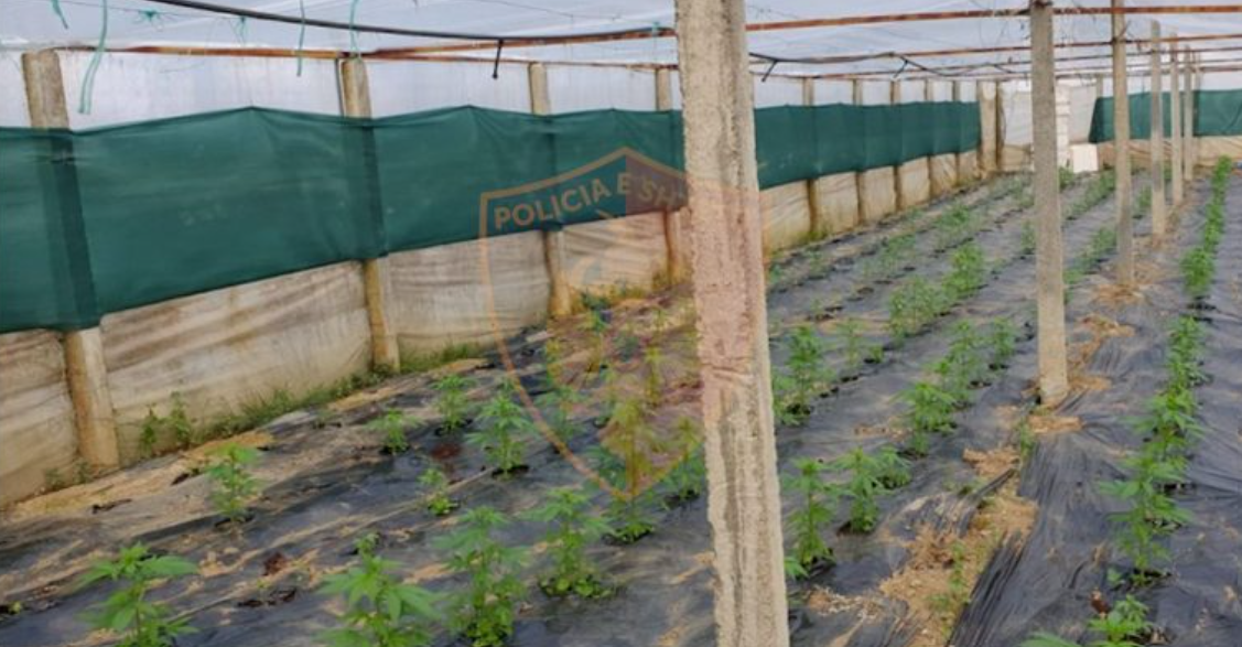 2600 fidanë kanabis në një serë, në pranga babë e bir