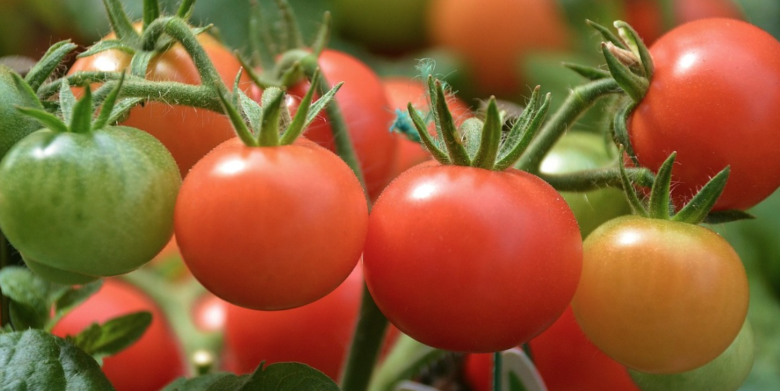 Nuk do të ketë më as patate e as domate/ “Pomatet”, bima që do të bëjë revolucion në bujqësi