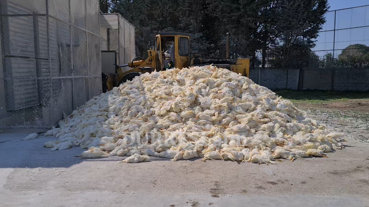 &#8220;Rrezikohet popullata&#8221;, bashkia Durrës-ministrisë së Bujqësisë: Nuk kemi vend depozitim për groposjen e pulave