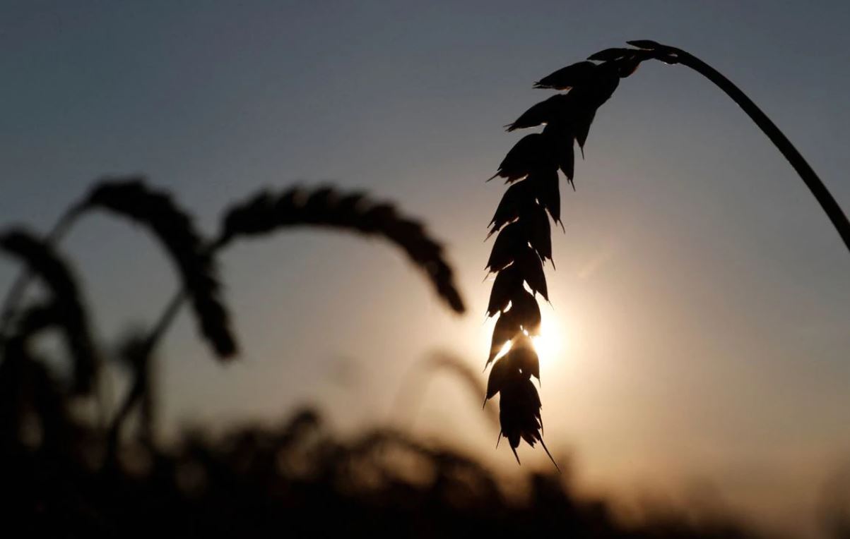 Nëse lufta vazhdon, Ukraina mund të mos ketë eksporte të mjaftueshme për vitin 2022