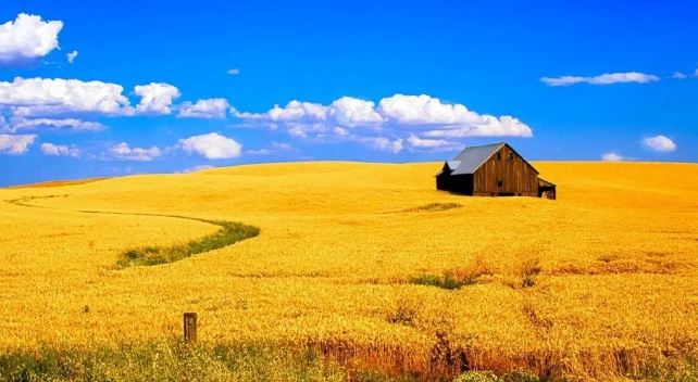 Shërbimi sekret i Ukrainës jep alarmin: Rusia po përgatit planin të lërë pa bukë disa vende