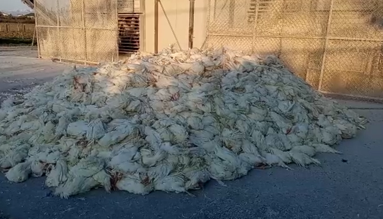 Gripi i shpendëve/ Zv.ministrja e Bujqësisë qetëson konsumatorët: Nuk ka pula të infektuara që shiten në treg