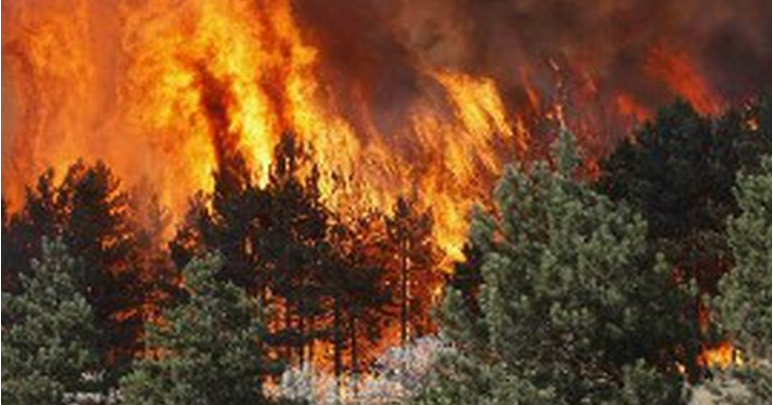 Digjet pylli në Krujë, zjarri aktiv prej disa orësh, ndërhyrja e zjarrfikësve e pamundur për shkak të terrenit