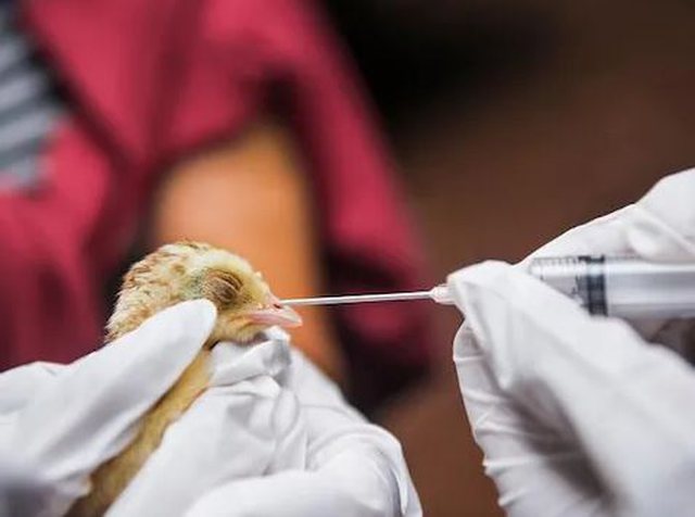 Kina konfirmon rastin e parë të gripit të shpendëve te njeriu