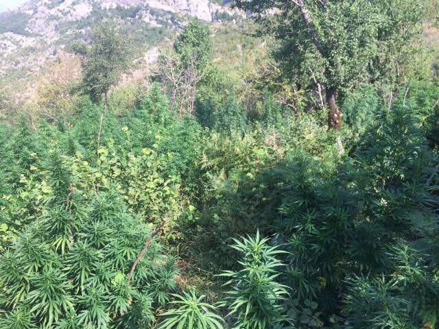 Kishin rrethuar arën me kanabis me kamera dhe granata, arrestohet 51-vjeçari, në kërkim bashkëpunëtori