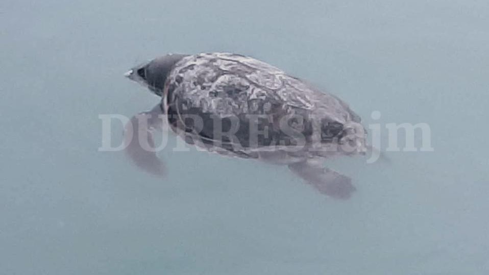 Dallgët nxjerrin në bregdetin e Durrësit breshkën e ngordhur (VIDEO)