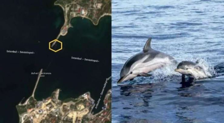 Lufta me Ukrainën/ Rusia e përgatitur edhe nga deti, vendos delfinët e trajnuar në…