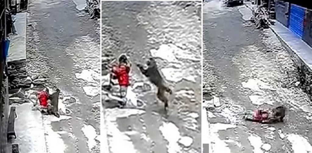 Majmuni sulmon nga pas vajzën e vogël dhe tenton ta fusë në një skutë të errë, shihni momentin e tmerrit (VIDEO)