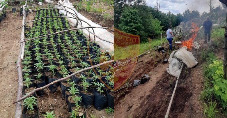 Zbulohet sera me kanabis/ Policia procedon 2 persona, autori nuk dihet