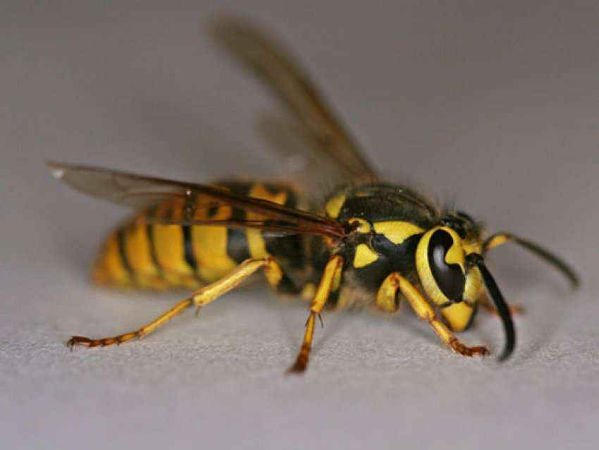 Gruaja vdes në vend pas pickimit të bletës në restorant