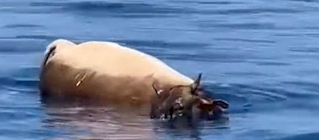 E pazakontë! Një lopë e ngordhur pluskon në plazhin e qytetit bregdetar (FOTO+VIDEO)