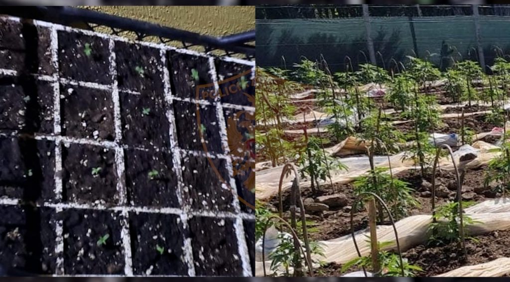 Policia aksion në Kurbin, sekuestron qindra bimë narkotike