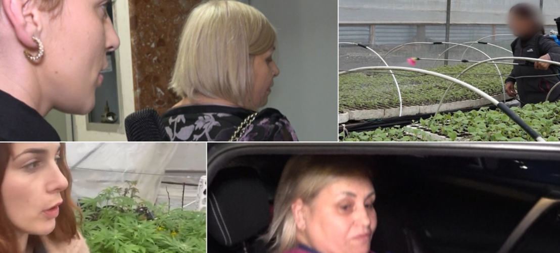 Brenda serrës së kanabisit të ministrisë, provat e kriminelëve pa asnjë siguri, Ekonomi përplaset me gazetaren (VIDEO)