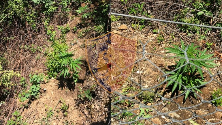 Sekuestrohen bimë kanabisi, një sasi droge dhe municione luftarake, arrestohet 63-vjeçari