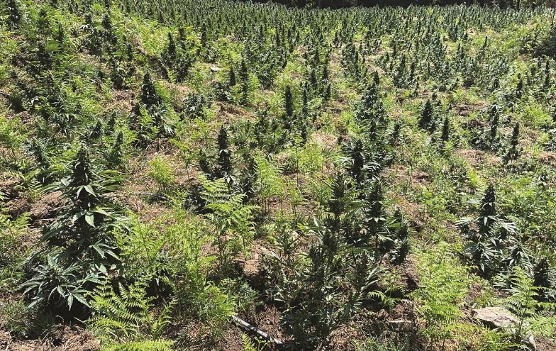 Operacion antikanabis në Dukagjin, bie në humnerë efektivi i policisë