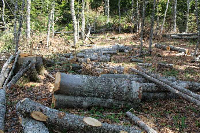Goditen 4 raste të krimit mjedisor, gjobiten me 500 mijë lekë 4 subjekte