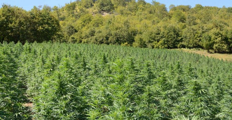 Zbulohet një parcelë me kanabis, arrestohet pronari i tokës, shpallet në kërkim një tjetër