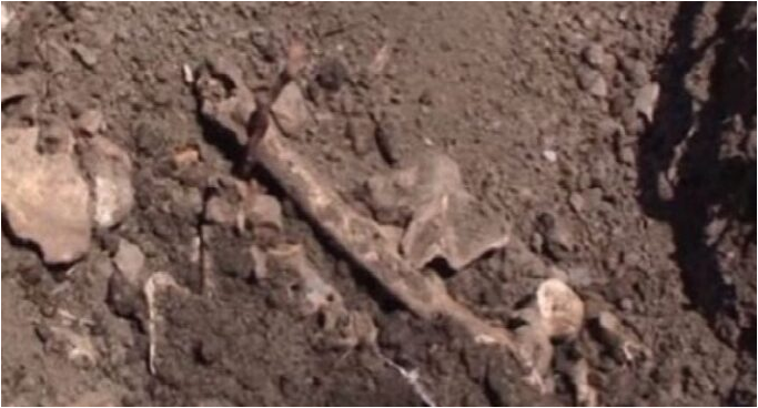 Skeleti në pyllin e Vlorës, reagon policia: Nuk janë të natyrës njerëzore