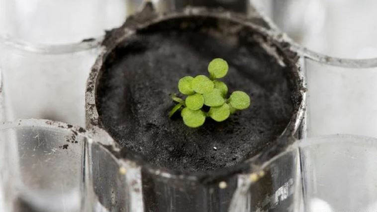 Studimi: Sigurim ushqimi në hapësirë, në Hënë mund të kultivohet sallatë