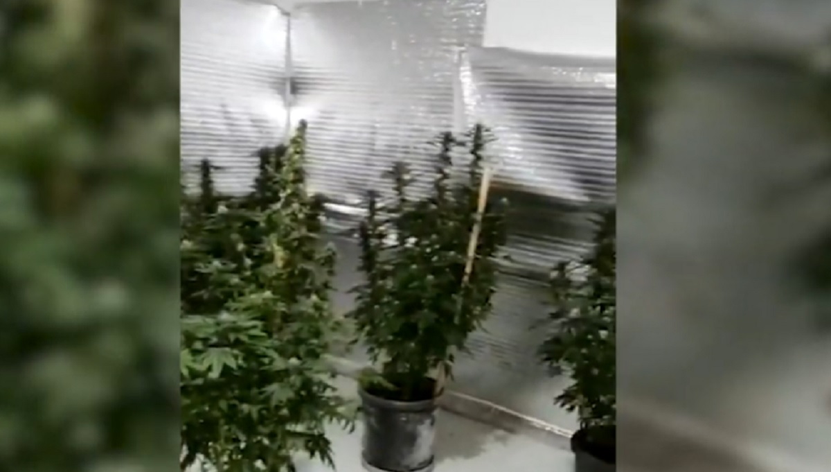 Zbulohet shtëpi bari në Laç, arrestohet pronari 34 vjeç (VIDEO)