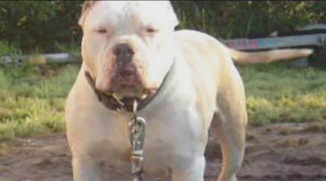 Kafshohet nga 2 qen pitbull, humb jetën 66-vjeçari