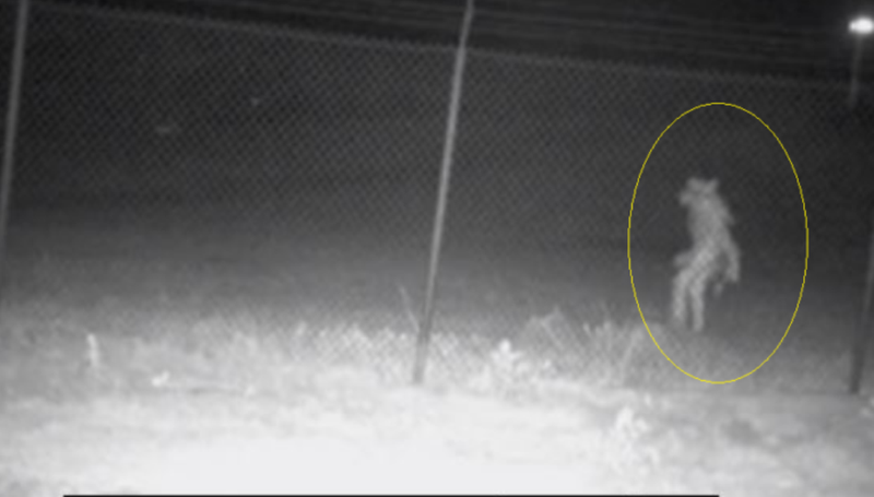 &#8220;Njeriu-ujk&#8221; shfaqet sërish, autoritetet japin alarmin