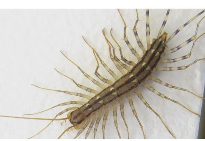 Kujdes! Nëse e shihni në shtëpinë tuaj këtë insekt nuk duhet ta vrisni, ja arsyeja pse