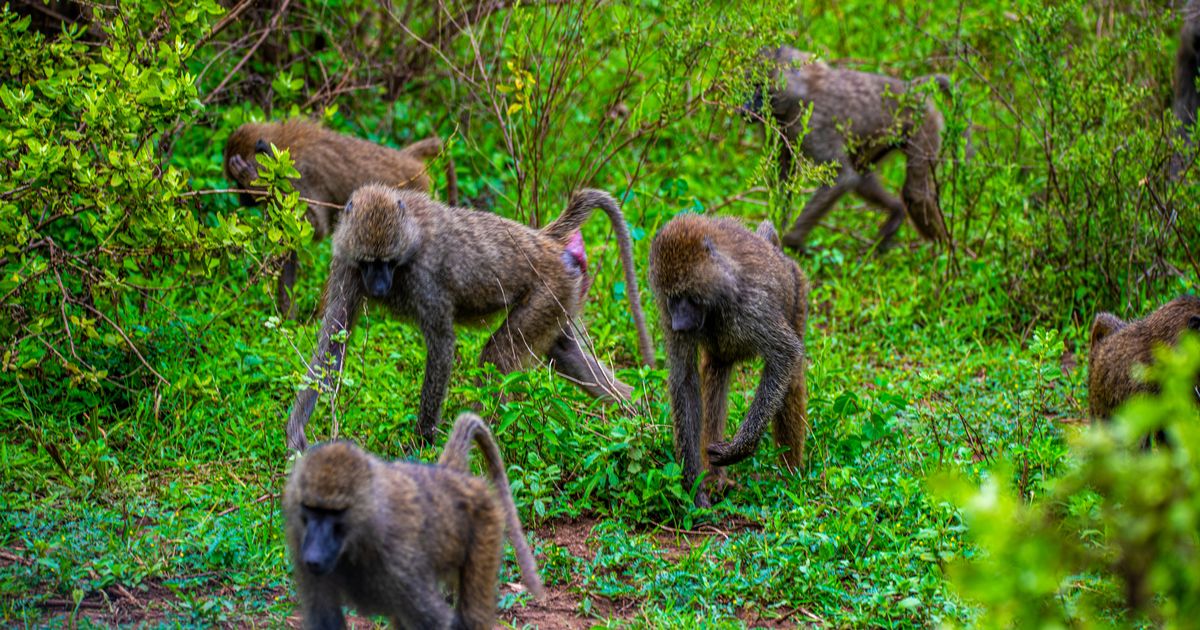 Ia morën nënës nga duart teksa po i jepte gji, majmunët vrasin foshnjen
