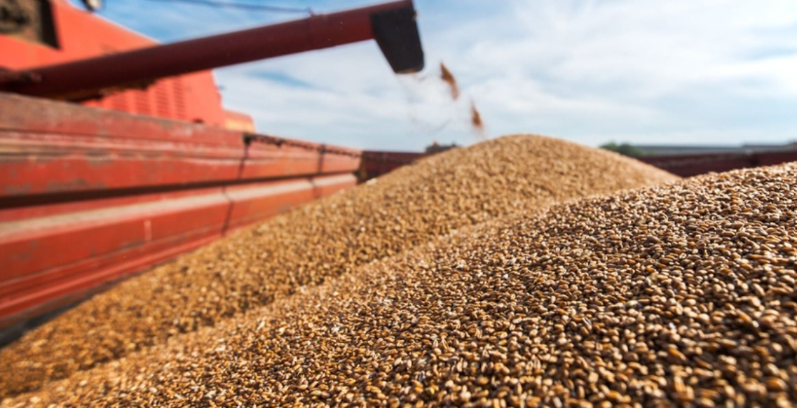 Rusia jep lajmin e mirë: Do të lejohet eksporti i grurit ukrainas