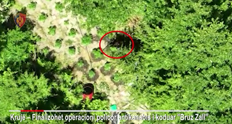 VIDEO/ Policia ngre dronin në Krujë, kap kultivuesit duke vaditur kanabisin