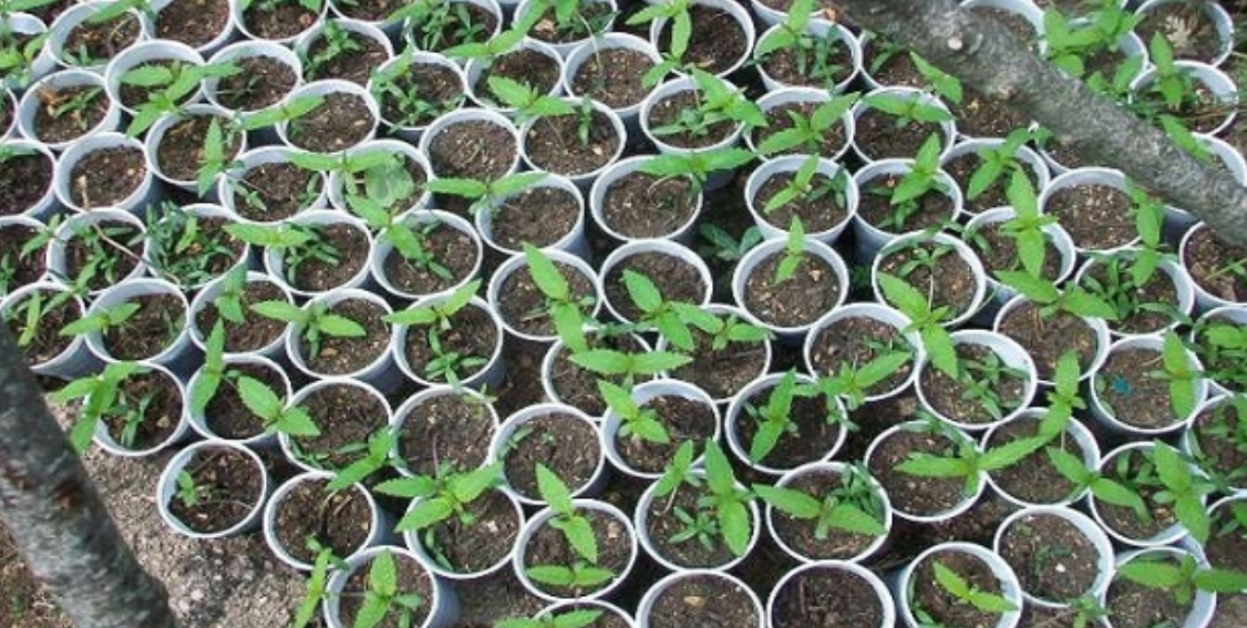 Kultivonte kanabis në gota plastike, në pranga 29-vjeçari