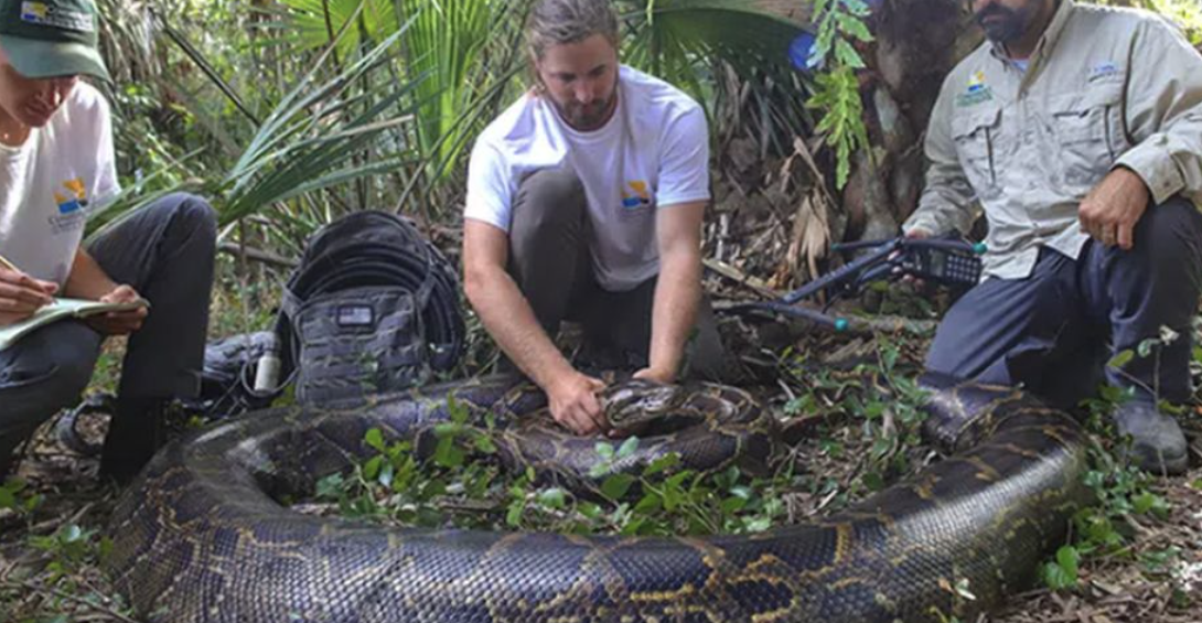 98 kg dhe 5 metra i gjatë, kapet pitoni më i madh ndonjëherë në Florida