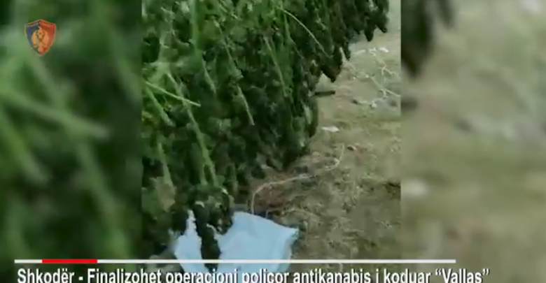 Zbulohen parcela me kanabis në Shkodër, 6 të arrestuar dhe 8 në kërkim, sekuestrohen 246 kg drogë