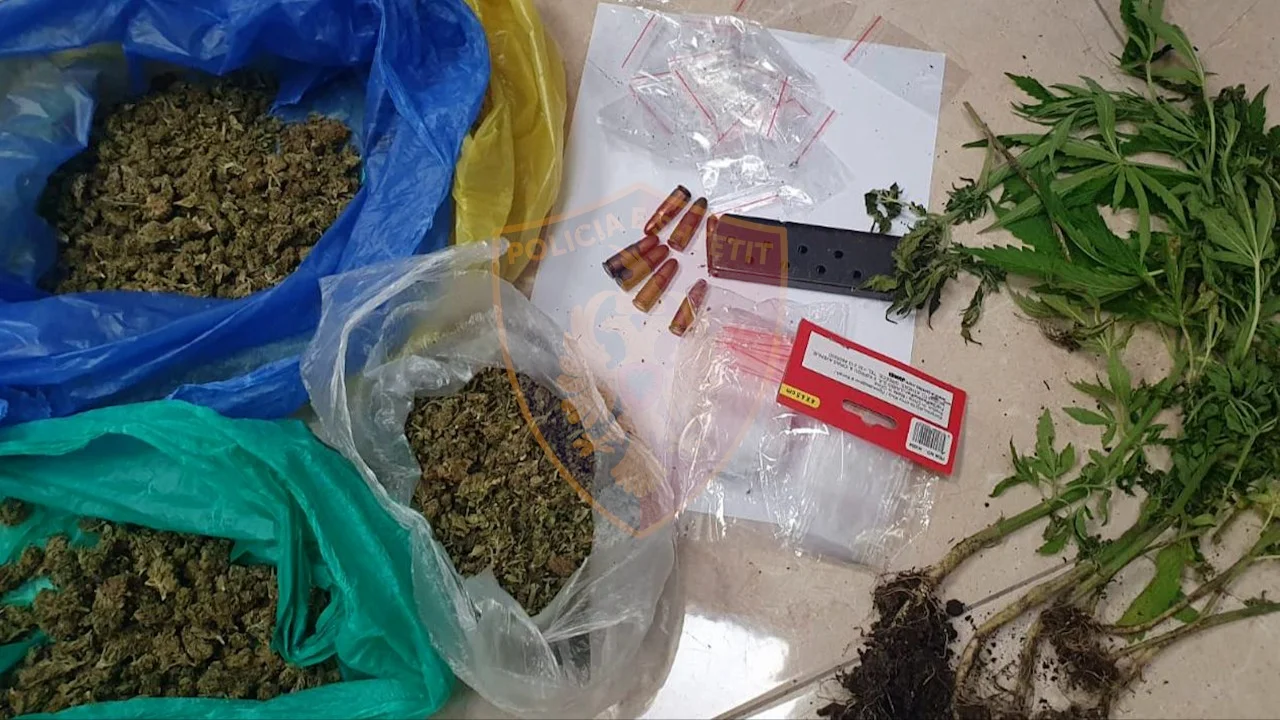 Kultivim kanabisi në banesë dhe shitje/ Arrestohen babë e bir, nën hetim djali tjetër 16 vjeç