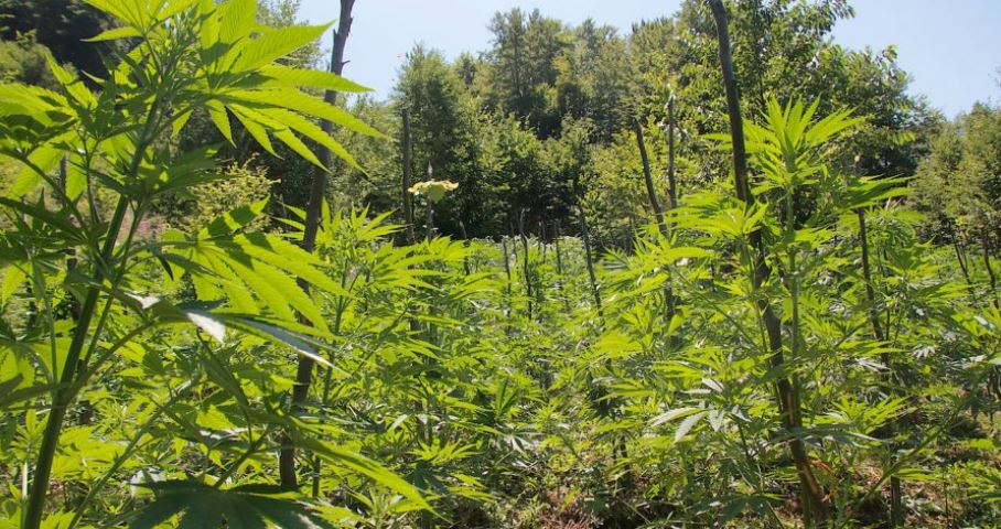 Sekuestrohen 30 mijë bimë narkotike, shkarkohet drejtori i policisë në Velipojë