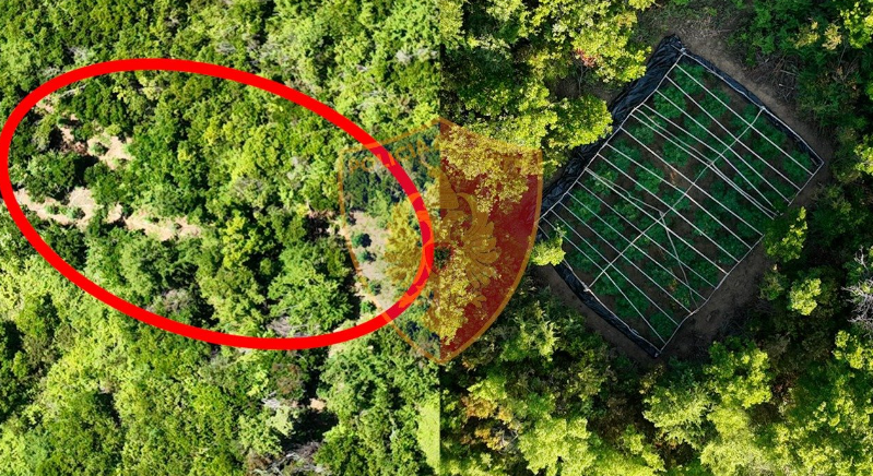 Drogë mes pemëve, droni identifikon parcelën me kanabis